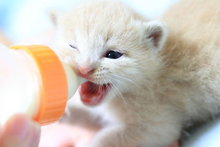 ミルクを飲む猫